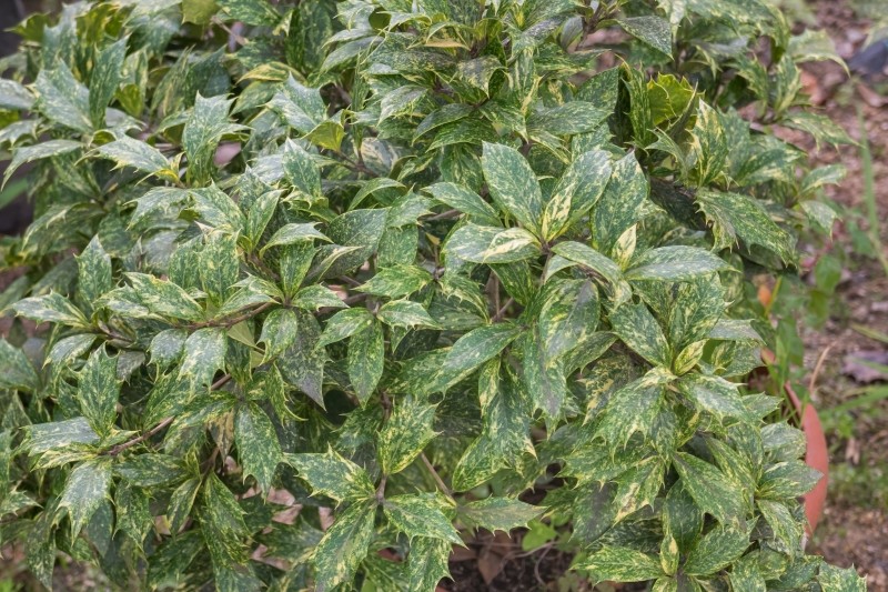 odmiany osmantusa