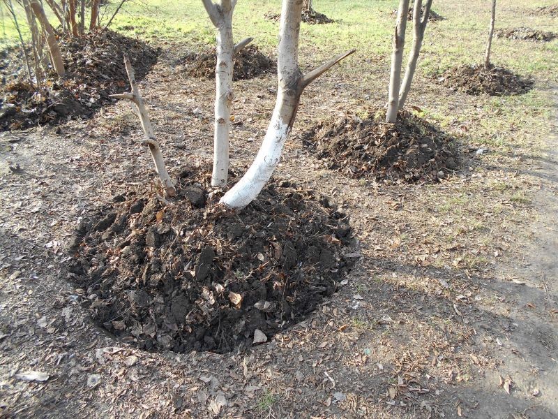 Kiedy kopczykować rośliny?