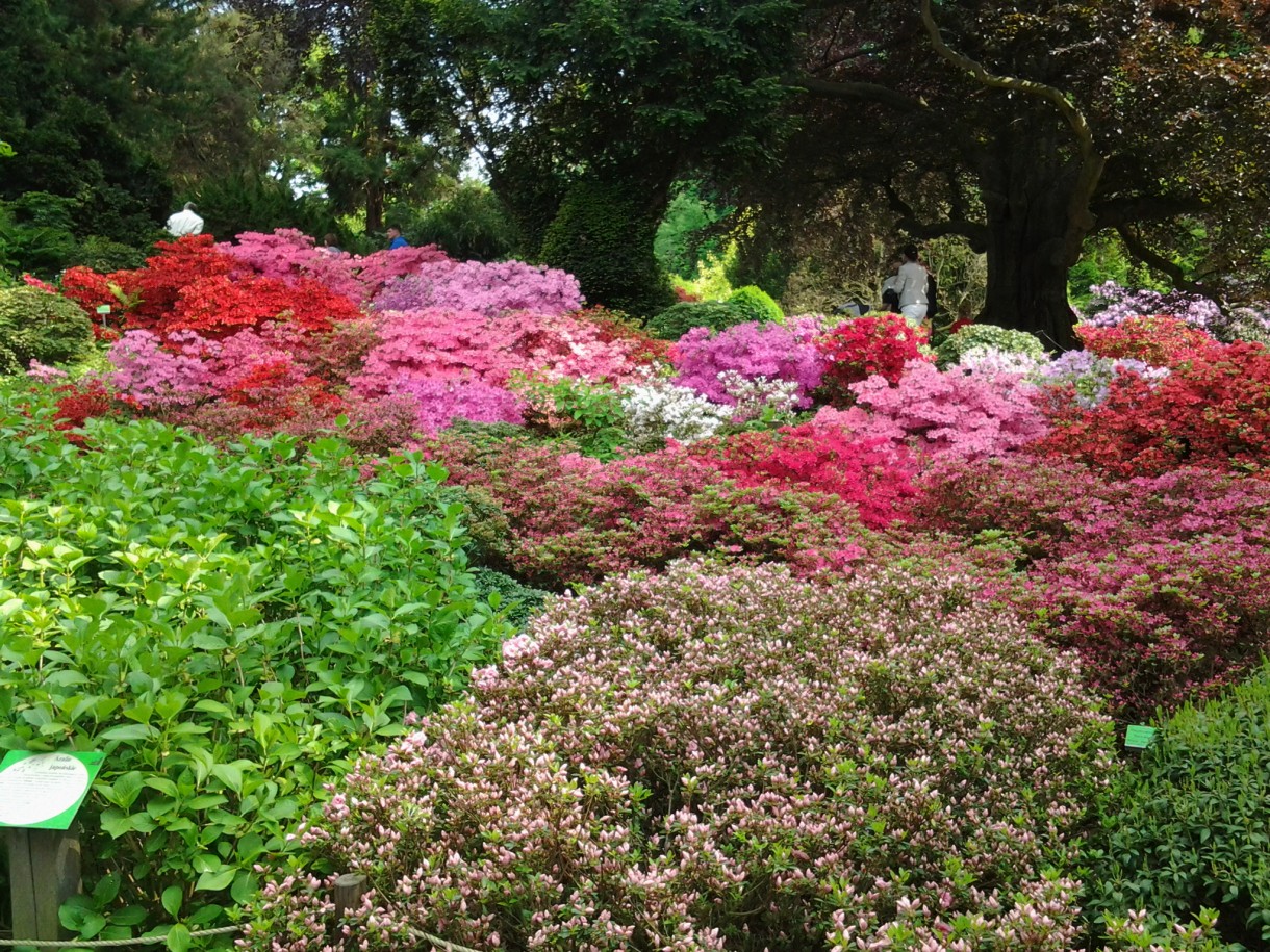 Pozostałe, Zakwitly rozaneczniki i azalie w arboretum