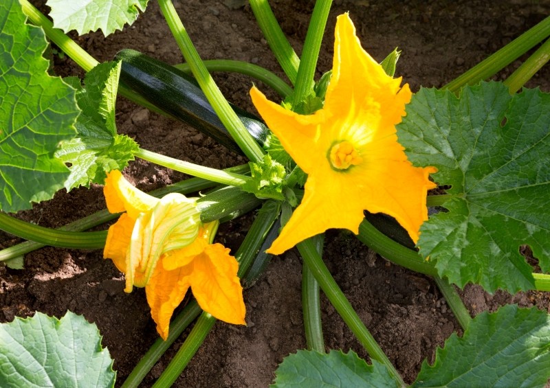 co zrobić żeby cukinia kwitła