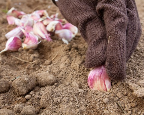 Czosnek posadzony jesienią zaczął wschodzić? Jeszcze możesz uratować plony