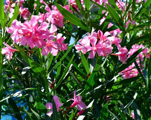 Idealne miejsce na przezimowanie oleandrów. Zadbaj o ważną rzecz, wiosną wypuszcza dużo pąków