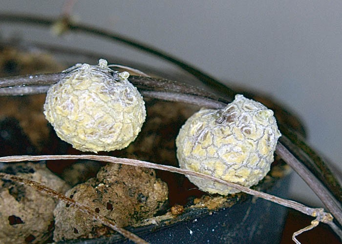 Pozostałe, Ceropegia woodii