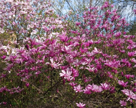 Co zrobić, gdy magnolia słabo kwitnie? Zadbaj o dobre nawożenie i ściółkowanie