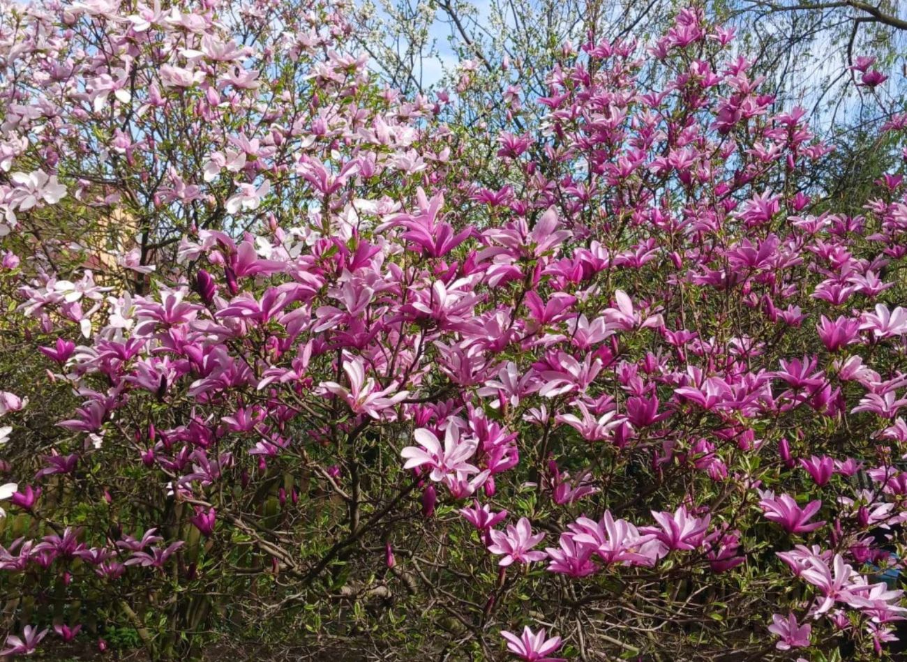  Magnolia wreszcie obficie zakwitnie. Podsyp kompostem ze specjalnym składem