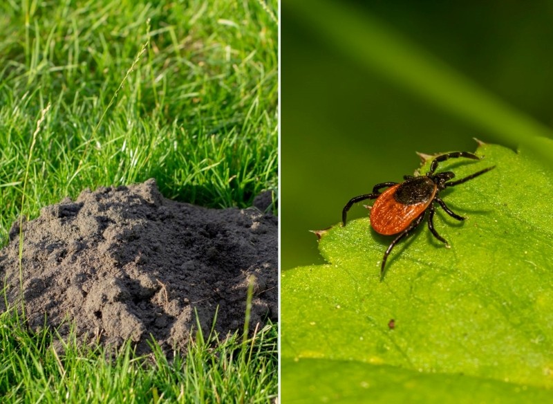 sadzenie chrzanu w ogrodzie