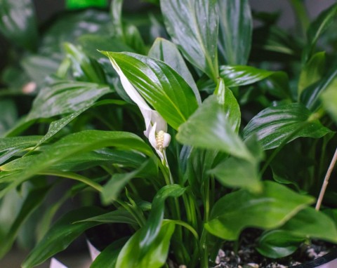 Dwuskładnikowy, prosty do zrobienia nawóz. Skrzydłokwiat kwitnie dzięki niemu na okrągło