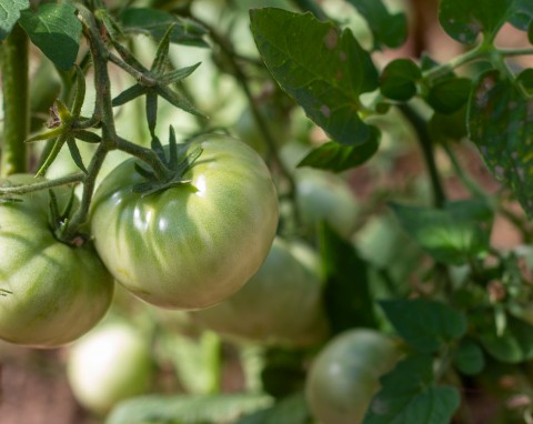 Naturalny sposób na zdrowe i soczyste pomidory. Mieszaj z wodą i podlewaj krzaczki regularnie