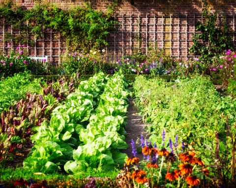 Ogród warzywny we wrześniu - wysiew sałaty i rzodkiewki, tymianku i rozmarynu