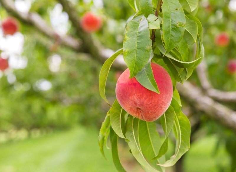 Owocujące brzoskwinie należy zasilać nawozami bogatymi w potas.