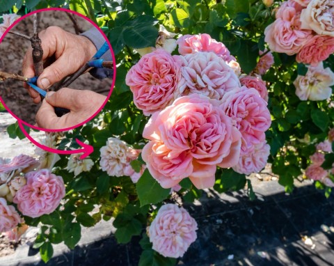 Okulizacja róż piennych. Ogrodnik zdradza prosty sposób na odnowienie róż piennych