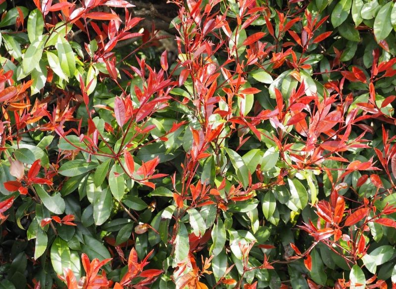 Głogownik Frazera to gatunek, który uprawia się u nas najczęściej.