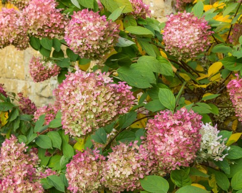 Jeden zabieg i można zniszczyć hortensje. 8 na 10 osób popełnia ten błąd jesienią