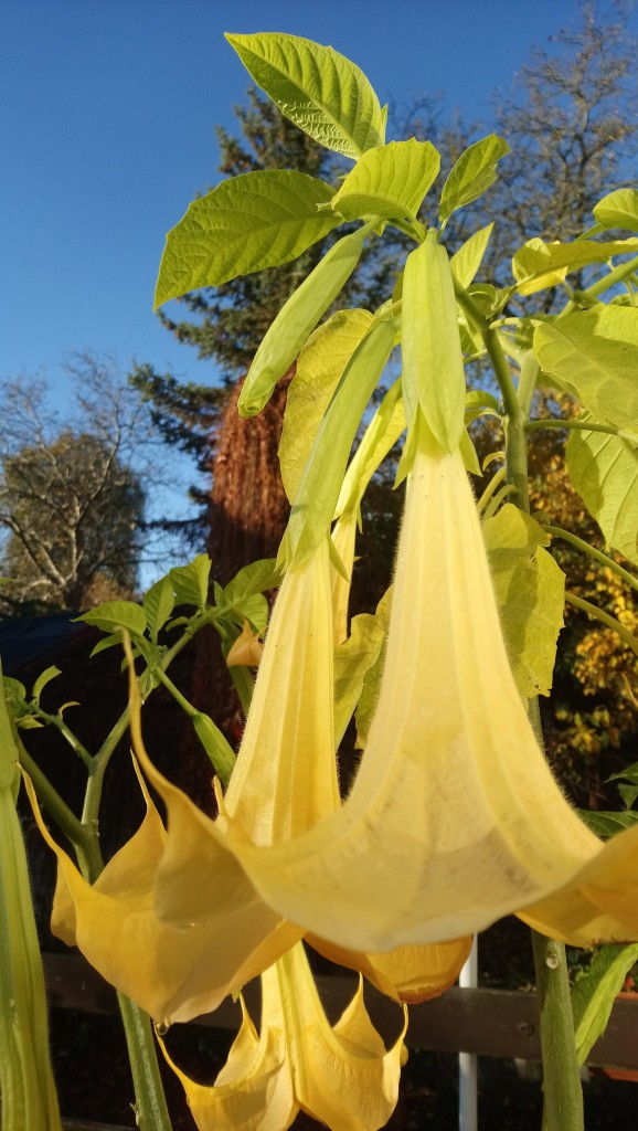 Rośliny, Jeszcze październik...................... - ................i datura ..............z tyłu dzikie wino..............już bez liści..............