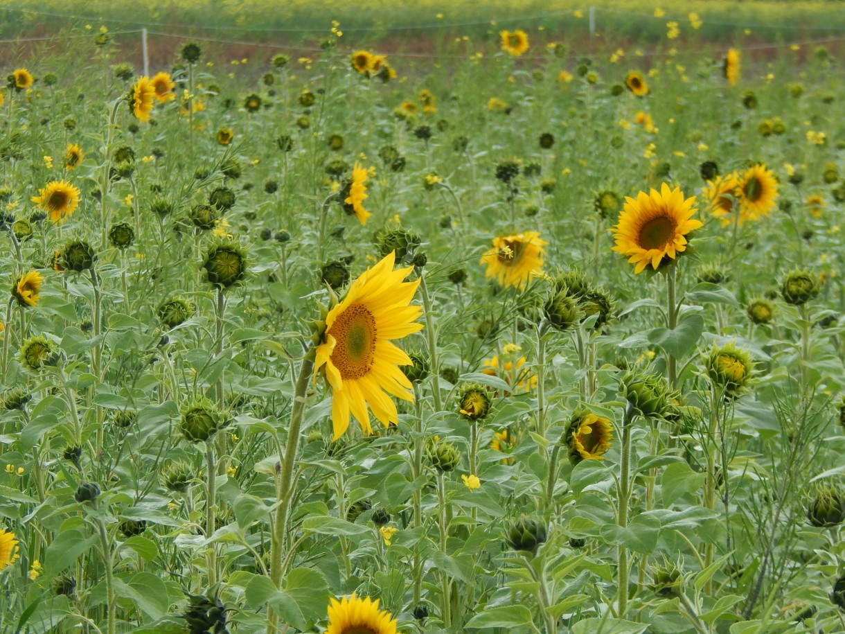 Leśne klimaty, JESIEŃ...JAK ZACZAROWANA