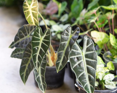 Alokazja (Alocasia)