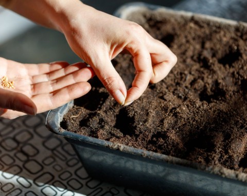 Dlaczego nasiona warzyw długo wschodzą? Patenty ogrodników na pobudzenie kiełkowania i silne sadzonki