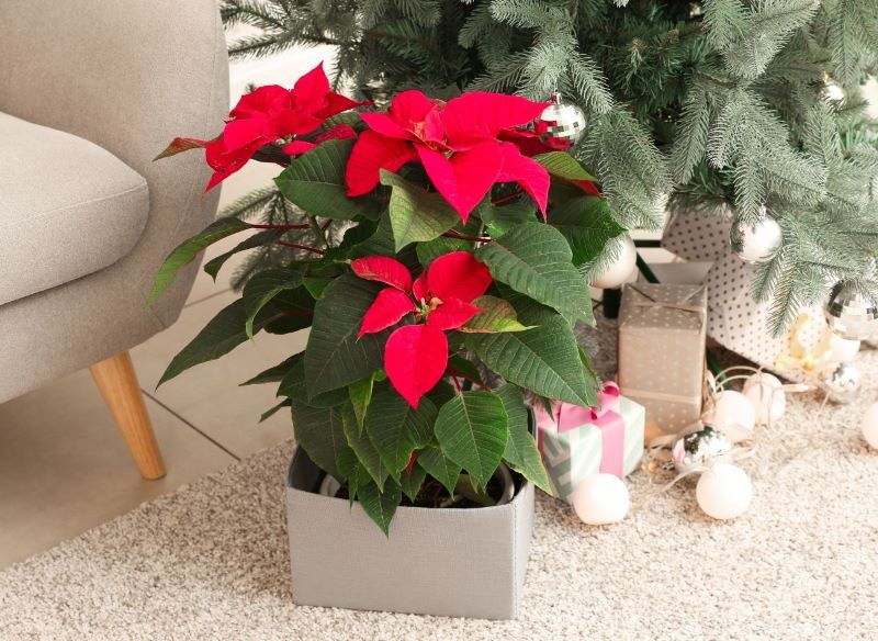 Gwiazda betlejemska może być dekoracyjna długo po świętach.