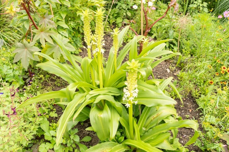 eukomis, lilia ananasowa