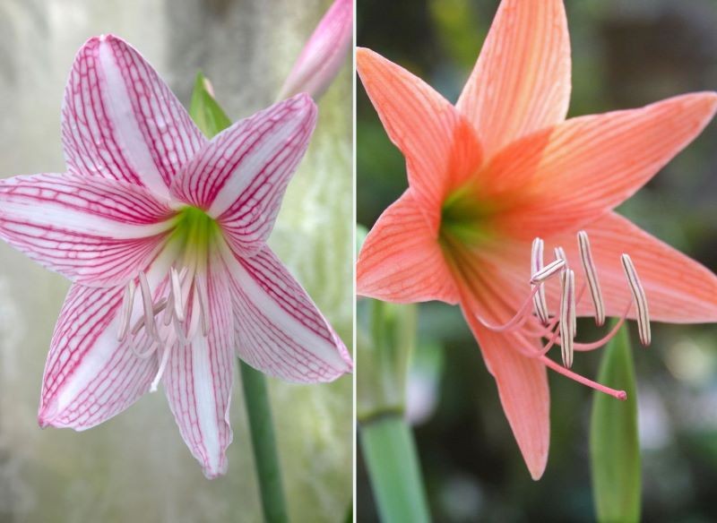 Zwartnica występuje w wielu kolorowych odmianach.