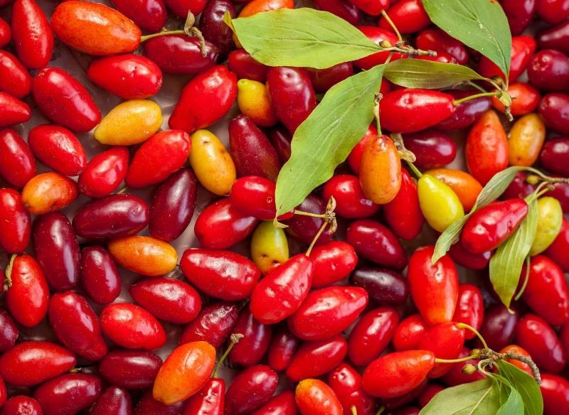 owoce derenia zbiory