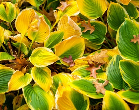 Szczury będą omijać twój ogród z daleka. Weź z łazienki i zostaw w kilku miejscach