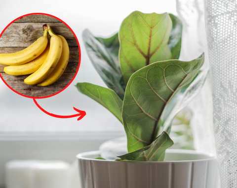 Jak pielęgnować figowca dębolistnego? Ta roślina potrafi rosnąć jak na drożdżach