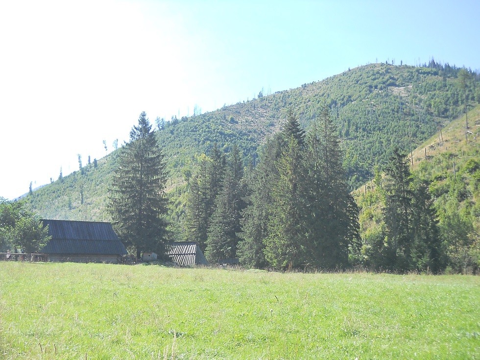 Pozostałe, Zakopane w foto - pigułce. Część piąta: Dolina Kościeliska. - Polana Wyżna Kira Miętusia. Widać już bacówkę. Na wiosnę polana zamienia się w dywan z krokusów.