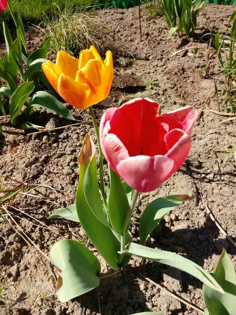 Rośliny, Kiedy znów zakwitną tulipany?