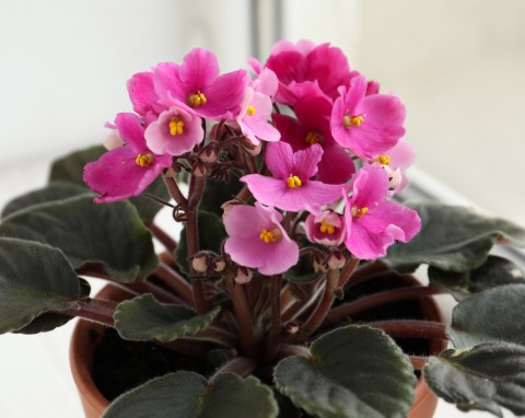 Co lubią fiołki afrykańskie i jak dbać o nie zimą? Domowa odżywka na kwitnienie w grudniu