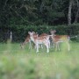 Pozostałe, SPOKOJNA WIEŚ ANGIELSKA.......inna niż nasza:)) - sarenki