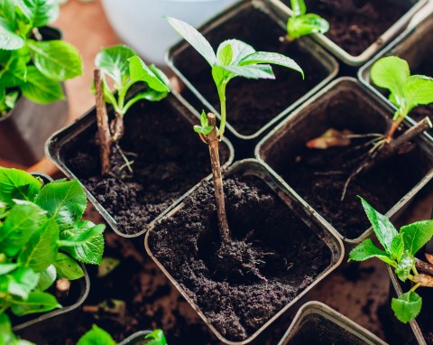 Kiedy przenieść sztobry hortensji do ogrodu? Wypuszczone listki jeszcze tego nie sygnalizują