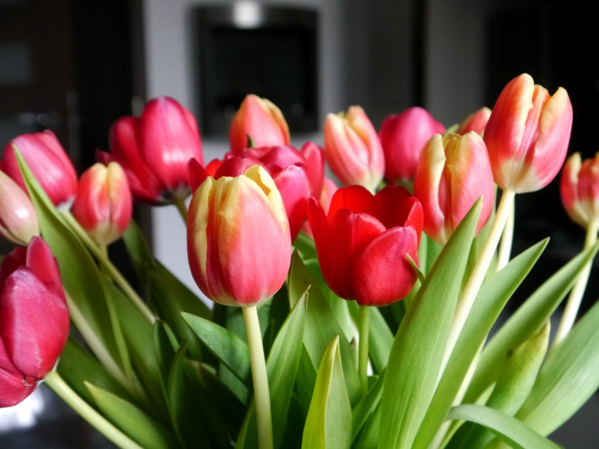 Pozostałe, Wiosna - pękiem tulipanów