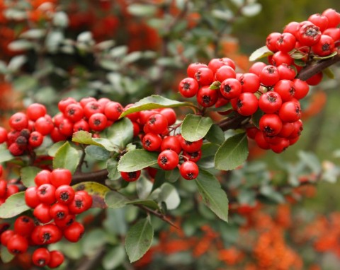 Ognik szkarłatny (Pyracantha coccinea)