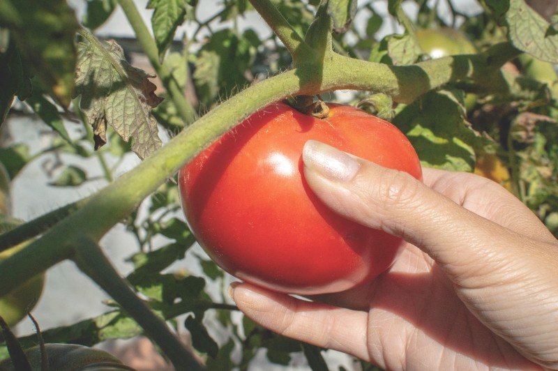 jak wyhodować duże pomidory