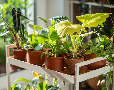 Jakie rośliny kupić w 2026 roku? Te gatunki pobiją rekordy popularności