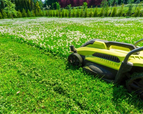 Recepta na piękny trawnik bez nawożenia. Jak dobrze przeprowadzić mulczowanie trawy?