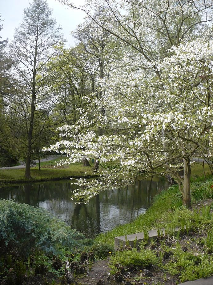 Pozostałe, W maju jak w gaju................czyli wiosenne wariacje w parku - ...........i biała magnolia nad stawem...........