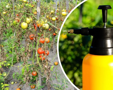 Plony pomidorów zagrożone przez choroby. Działaj już przy pierwszych oznakach, pomogą naturalne sposoby