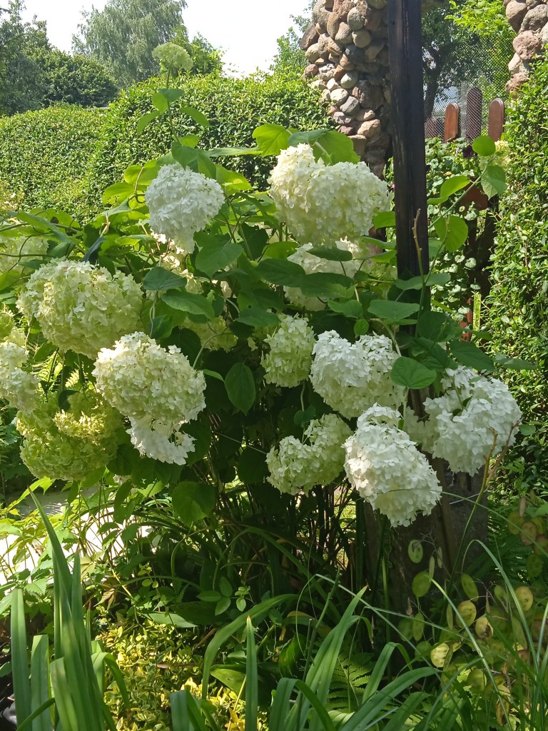 Rośliny, LATO W OGRODZIE