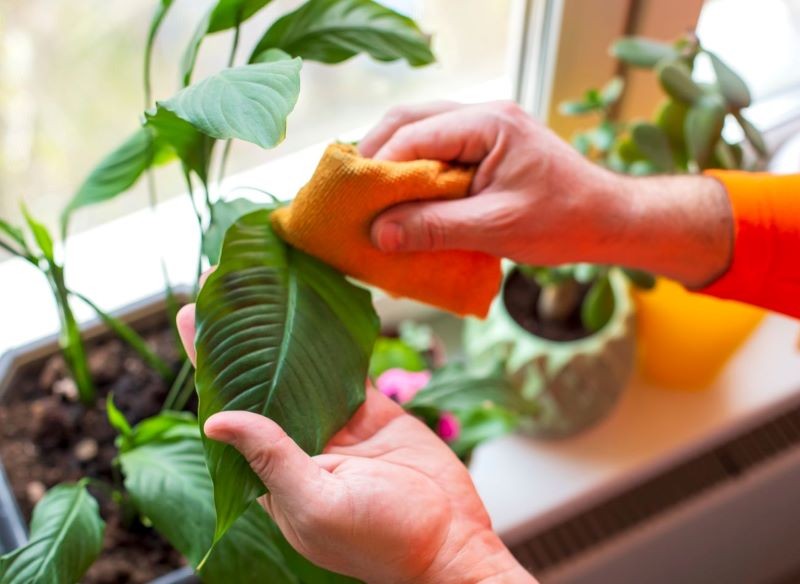 Zadbany skrzydłokwiat regularnie kwitnie.