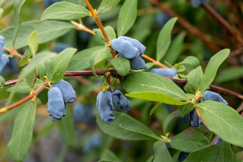 Jagoda kamczacka jest długowiecznym i niewymagającym krzewem.