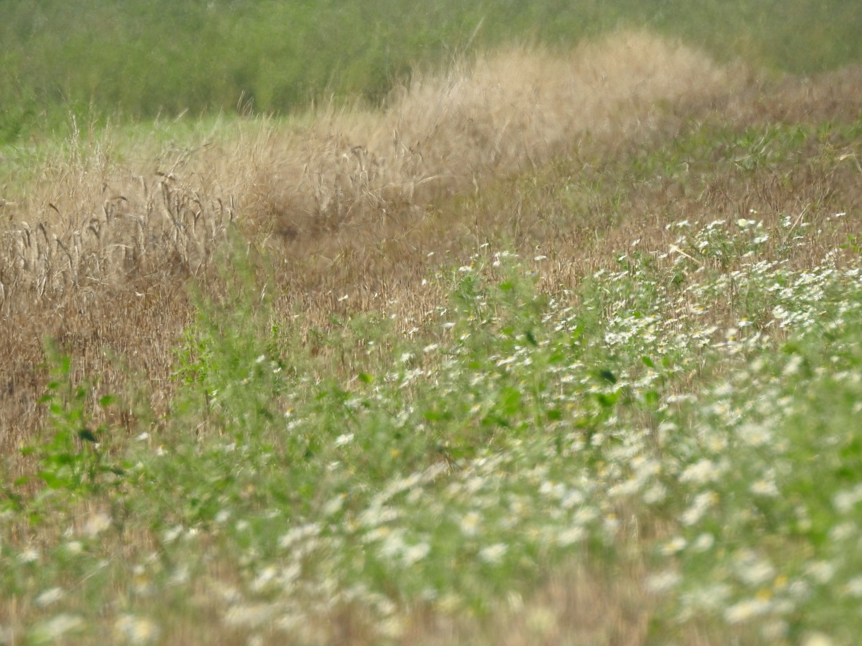 Leśne klimaty, ŚNIADANIE NA LEŚNEJ POLANIE