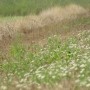 Leśne klimaty, ŚNIADANIE NA LEŚNEJ POLANIE