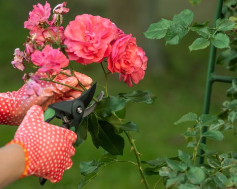 Przycinanie róż latem i wczesną jesienią. Jak wykonać cięcie regeneracyjne róż?
