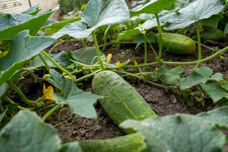 W czasie owocowania potrzeby pokarmowe ogórków rosną.