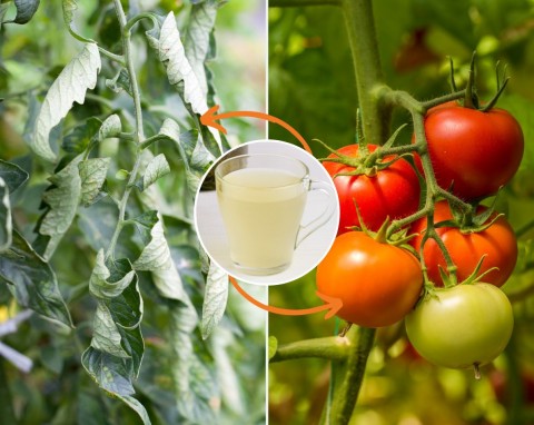 Klapnięte pomidory szybko odżyją i będą rodziły mnóstwo zdrowych owoców. Zrób odżywkę do korzenia pomidorów