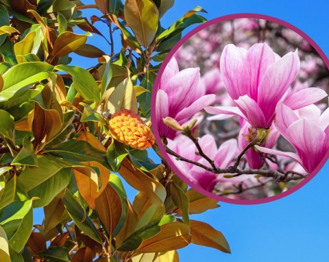 Rozmnażanie magnolii jesienią. Jak rozmnożyć magnolię z gałązki?