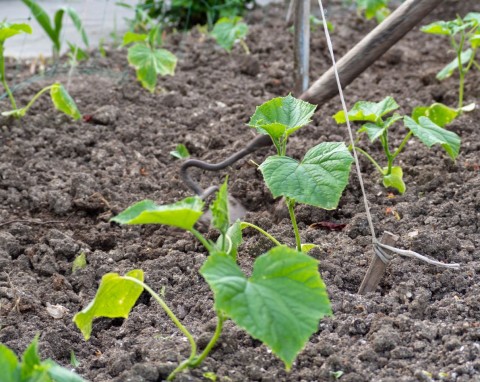 Jak przygotować rotację warzyw na małej działce? Plan płodozmianu na nowy sezon