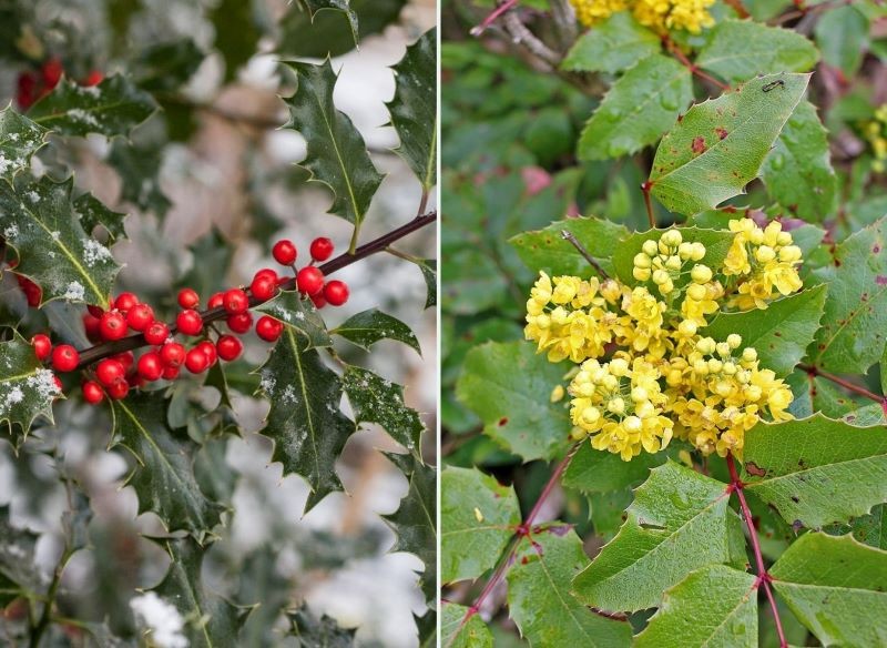 Ostrokrzew Meservy i mahonia pospolita pięknie prezentują się w formie żywopłotu.